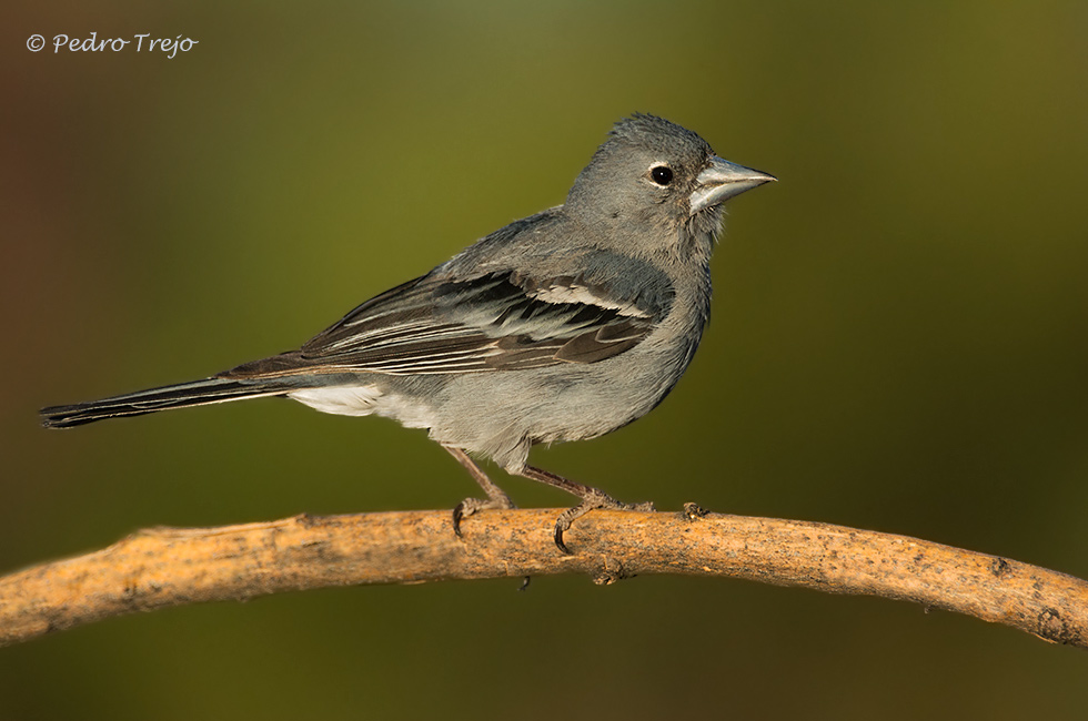 Pinzon azul (Fringilla teydea)